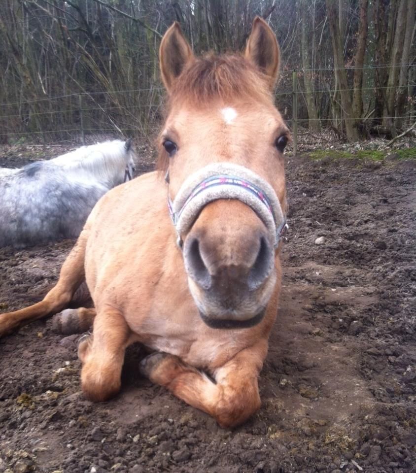 Anden særlig race Shamrocks Lotte - Heeii jeg ligger lige og hygger *Lotte* :D billede 5