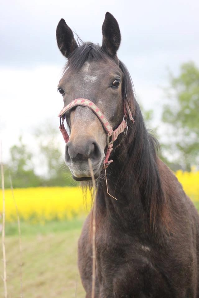 Dansk Varmblod Amirah - Amirah på søgården, maj 2014 billede 18