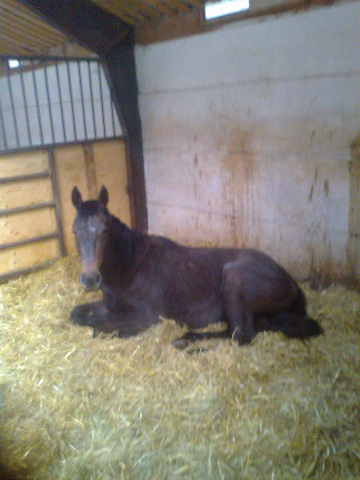 Dansk Varmblod Amirah - Søgården maj 2014, træt lille hypper billede 15