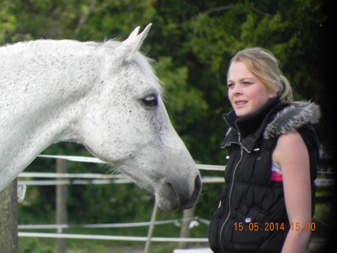 Anden særlig race Houdini<33 [min hest] - har du noget mad? <33 billede 9