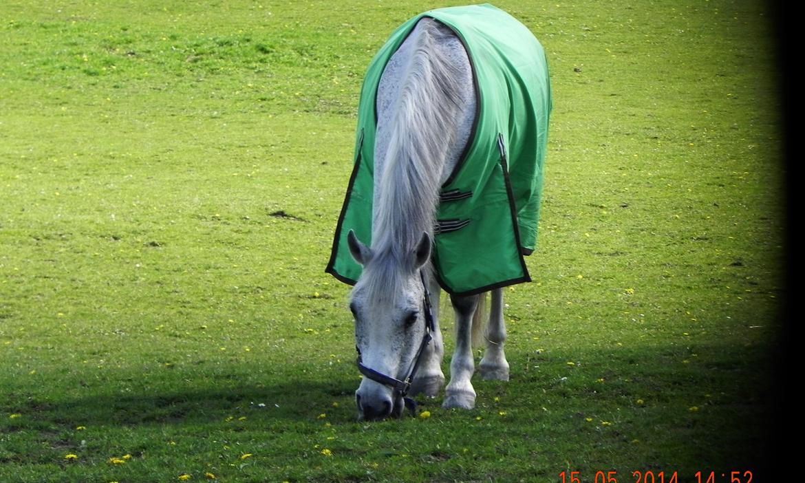 Anden særlig race Houdini<33 [min hest] - houdini mus på fold<3333 billede 17