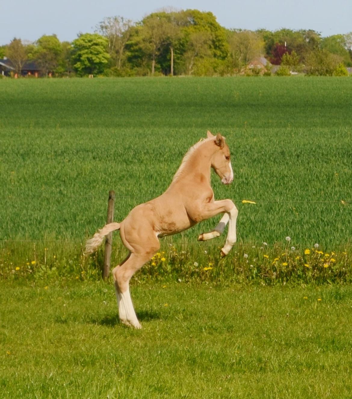 Palomino Stensgaardens Copyright - 3 uger gammel billede 23