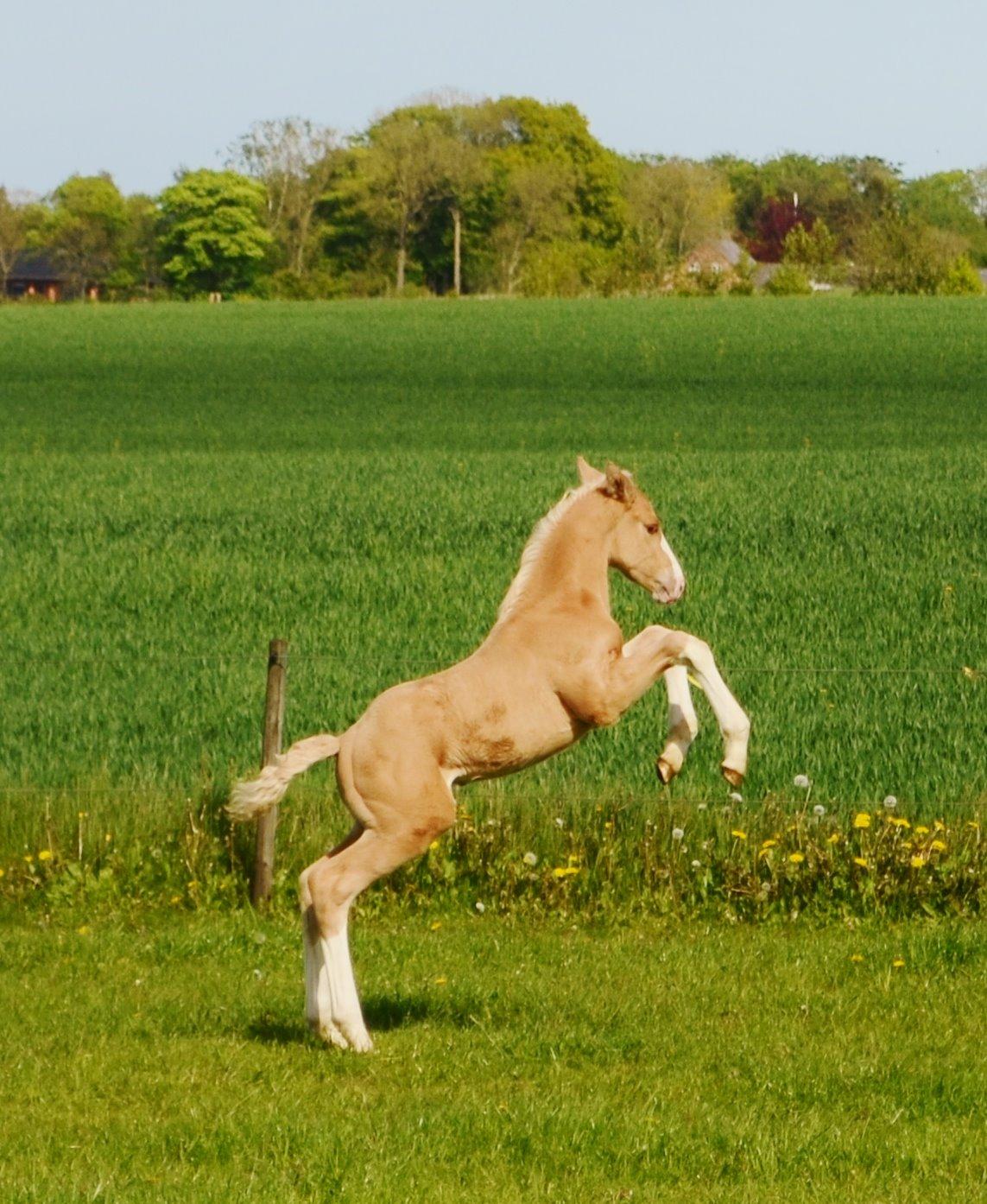 Palomino Stensgaardens Copyright - 3 uger gammel billede 35