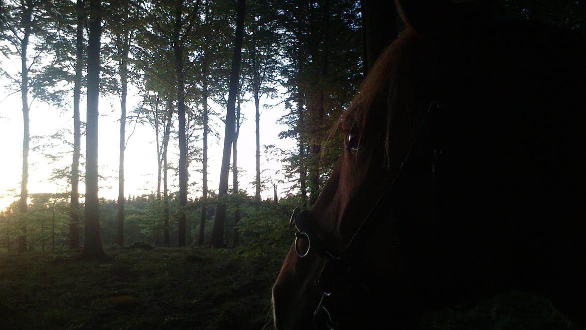 Frederiksborg Smakkerup's Tayson - Elsker "magien" i det her foto! billede 7