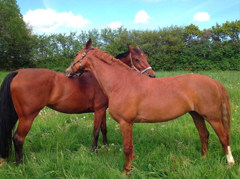 Frederiksborg Chica - GADETØSEN! <3 - Chica og hendes aller bedste veninde Alexia! Aldrig har jeg set to være gladere for hinanden <3 Uadskillelige  billede 8