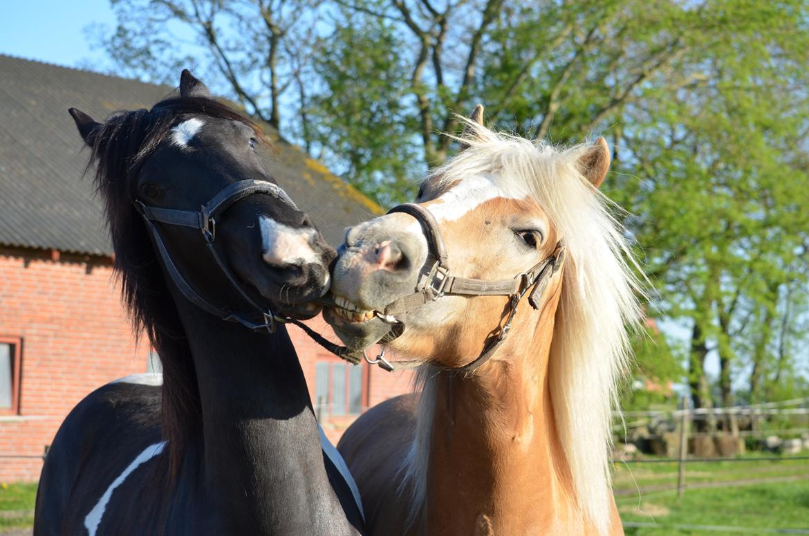 Haflinger N. Don Carlos billede 21
