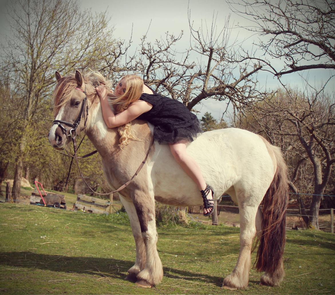 Irish Cob Crossbreed Fiona (Filina) billede 5