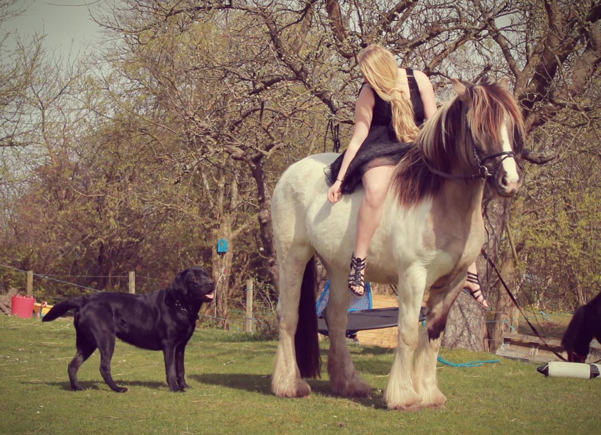 Irish Cob Crossbreed Fiona (Filina) billede 6