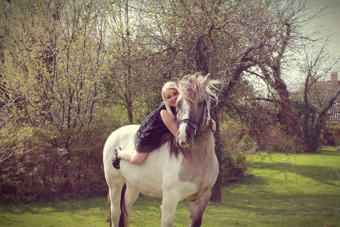 Irish Cob Crossbreed Fiona (Filina) billede 7