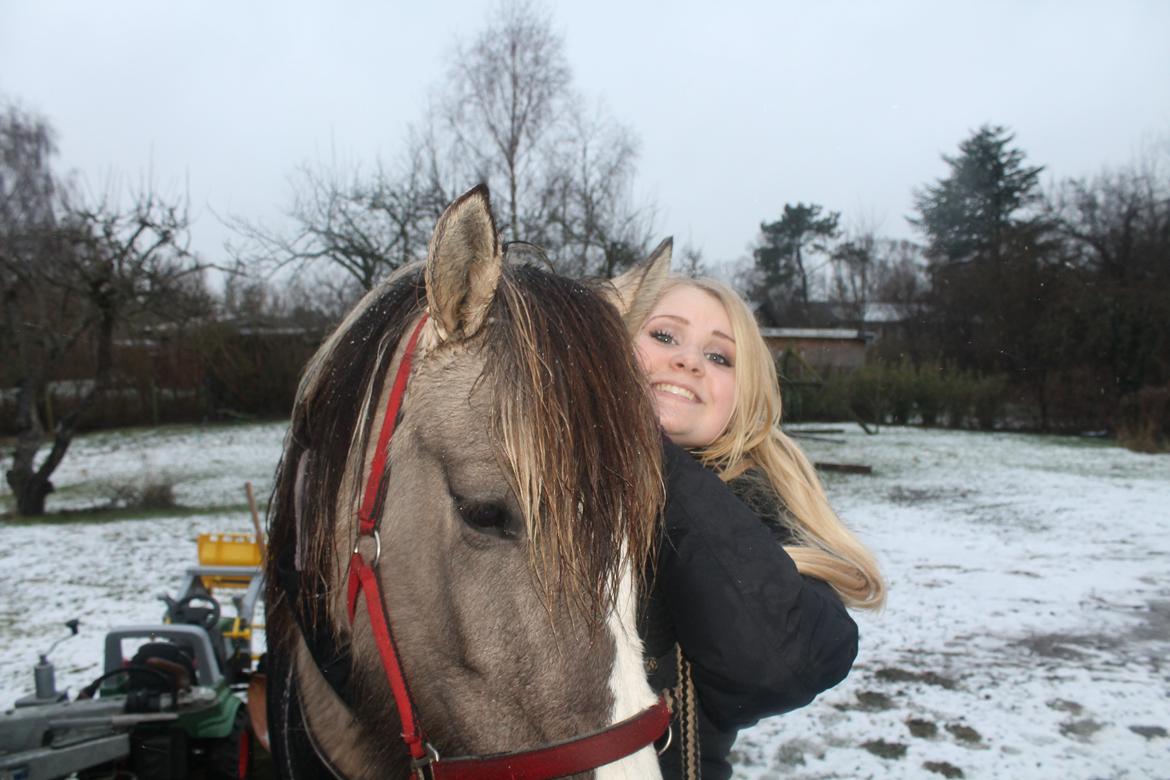 Irish Cob Crossbreed Fiona (Filina) billede 8