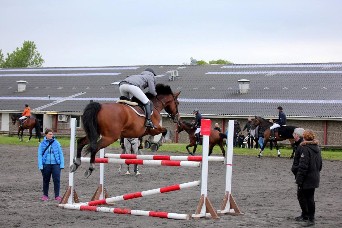 Holstener Lillestaruphøjs Casmir himmelhest  billede 2