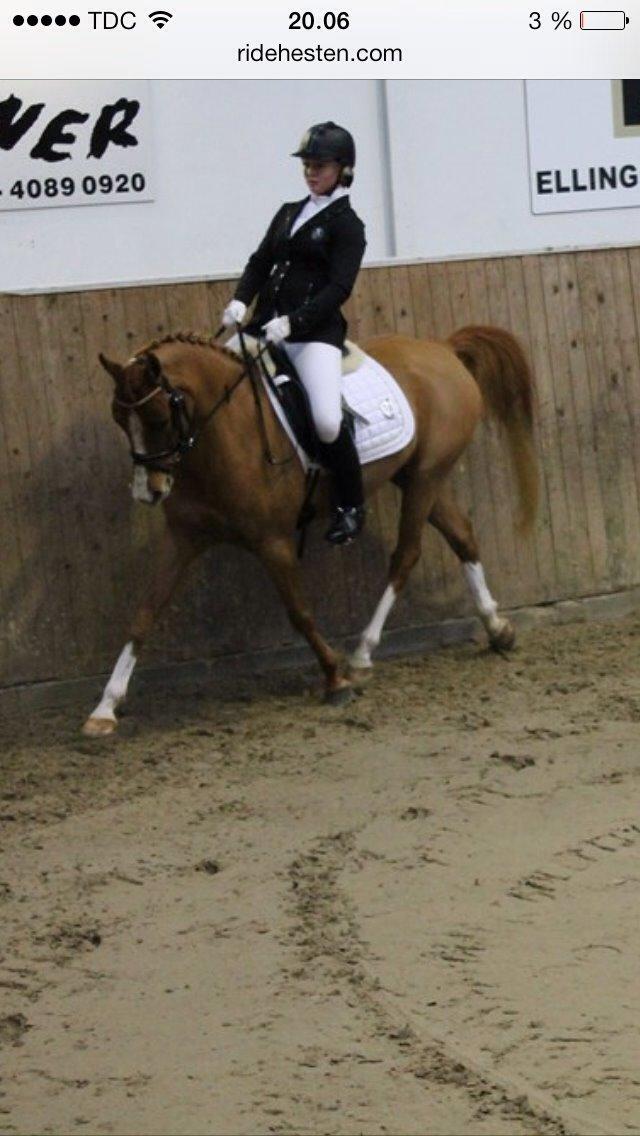 Arabisk fuldblod (OX) ZA-KAGO OX billede 15