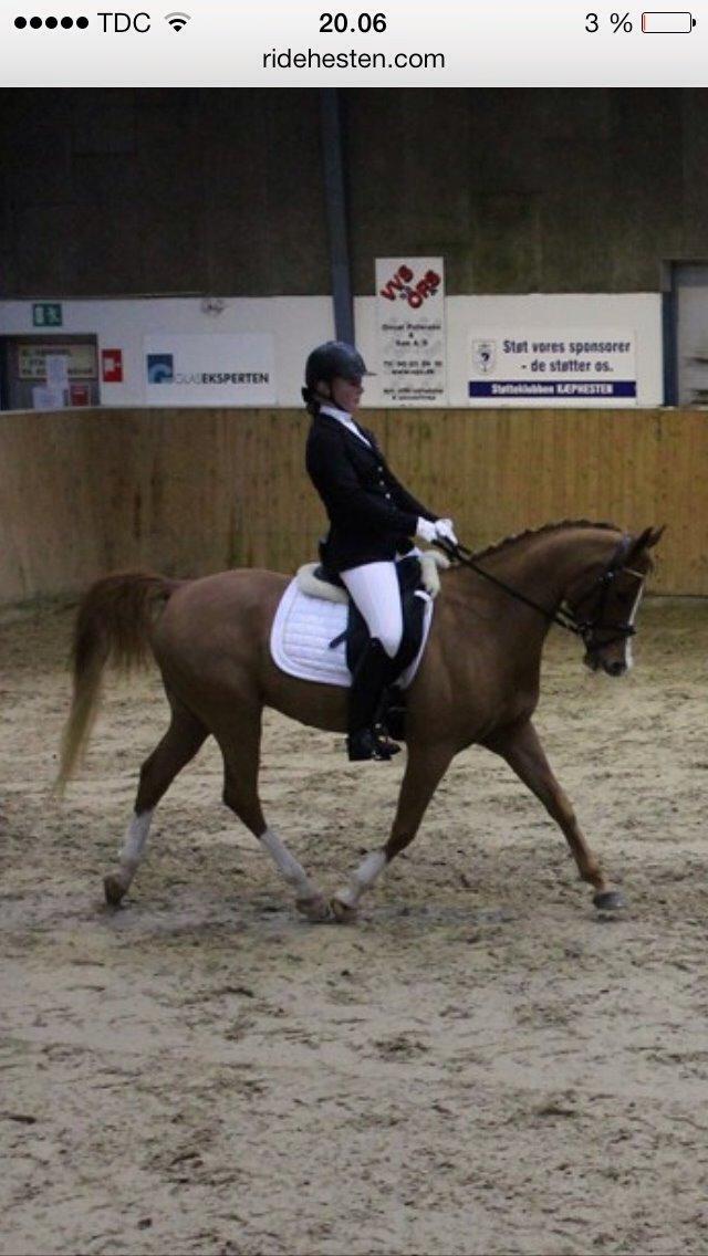 Arabisk fuldblod (OX) ZA-KAGO OX billede 17