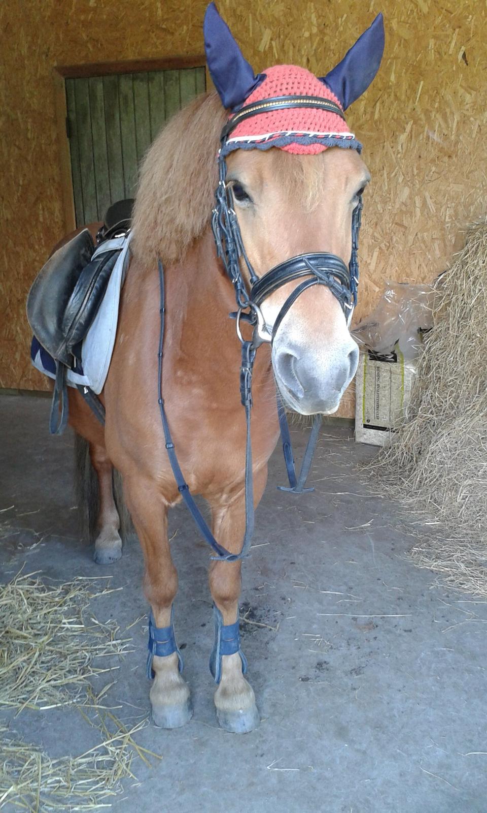 Anden særlig race Rosa - Rose d. 15/5 2014 billede 36