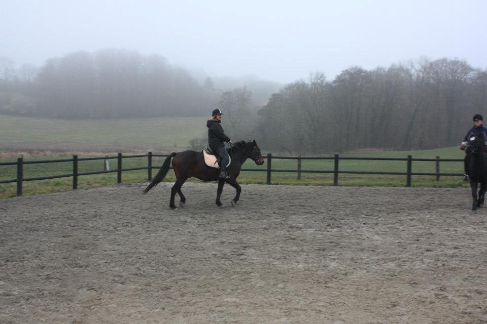 Connemara Limelight (Tidl part) billede 3