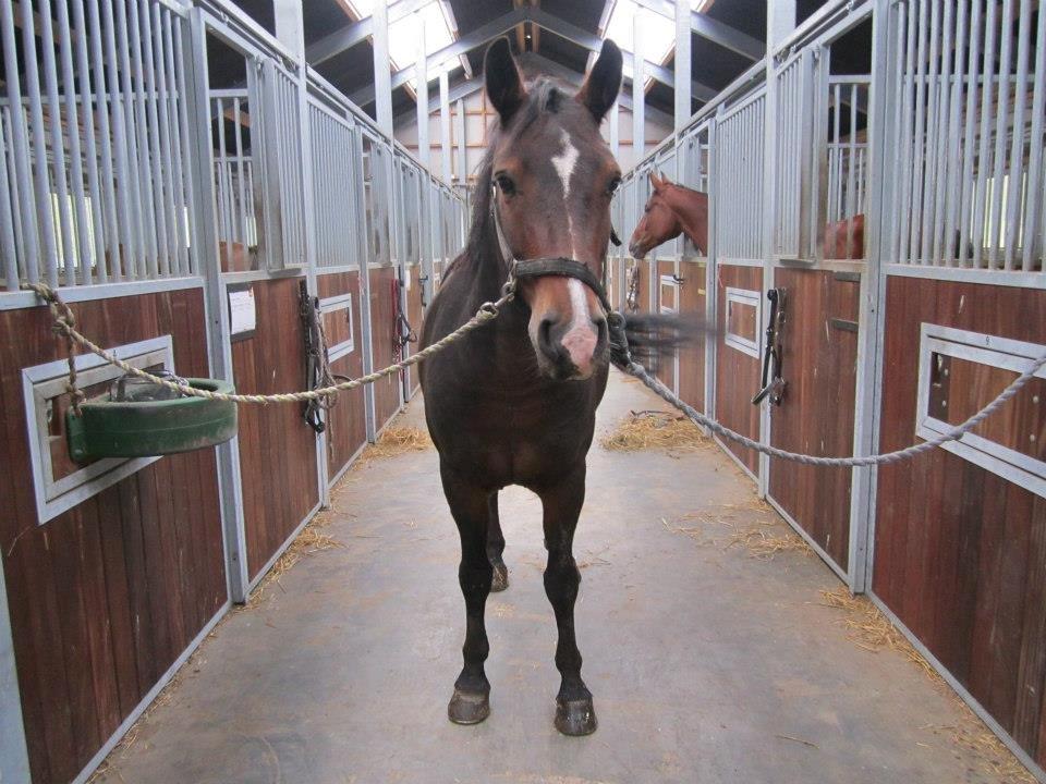 Connemara Limelight (Tidl part) billede 2