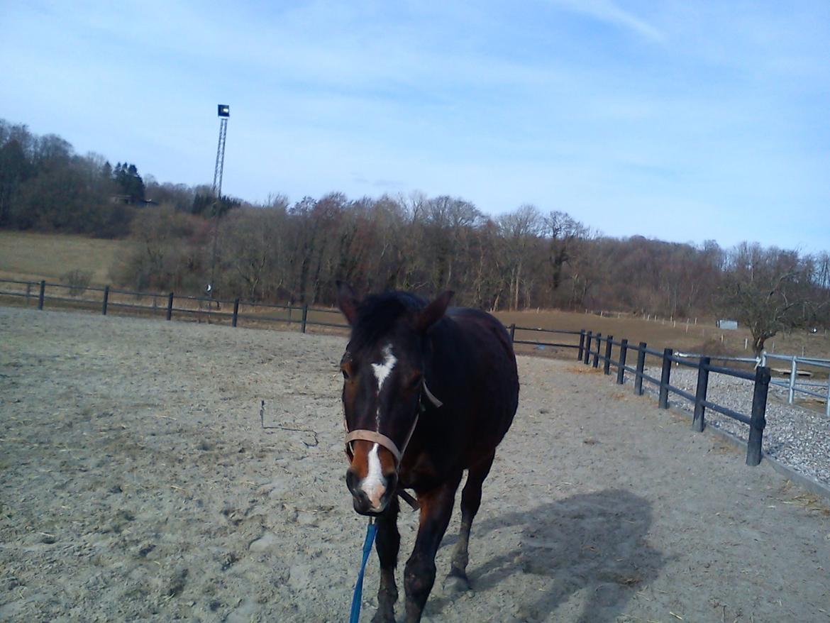 Connemara Limelight (Tidl part) billede 4