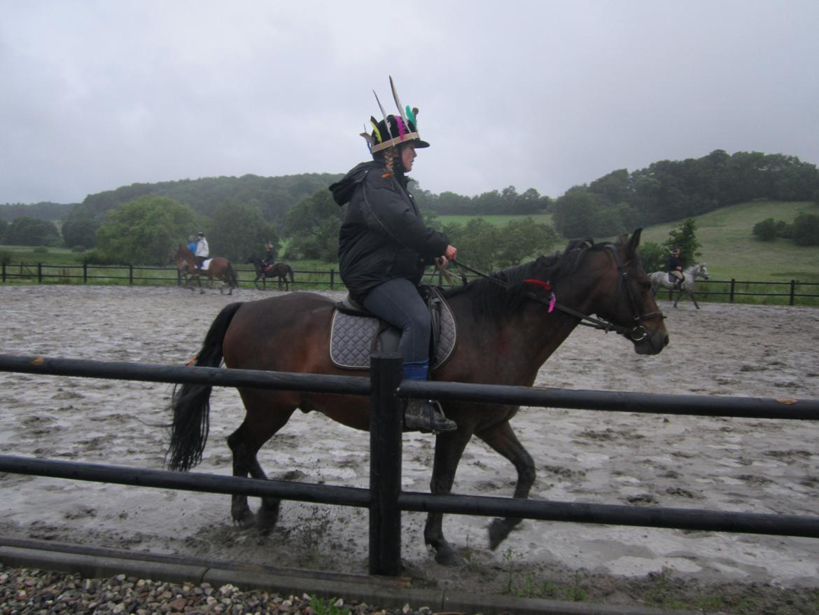 Connemara Limelight (Tidl part) billede 5