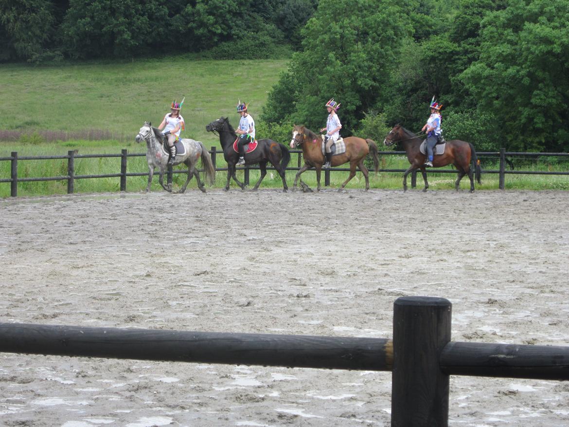 Connemara Limelight (Tidl part) billede 6