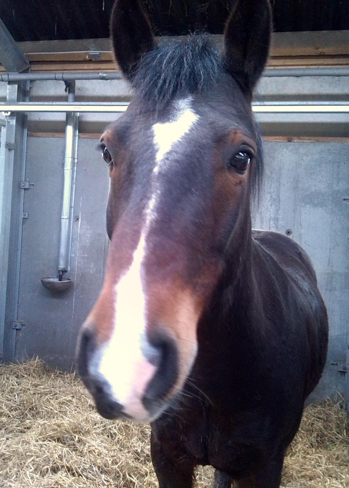 Connemara Limelight (Tidl part) billede 7