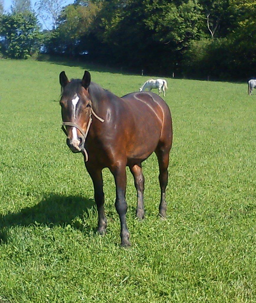 Connemara Limelight (Tidl part) billede 8