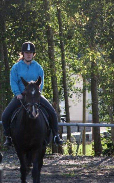 Connemara Limelight (Tidl part) billede 9