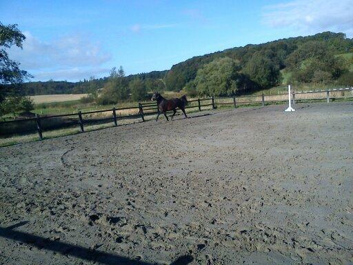 Connemara Limelight (Tidl part) billede 12