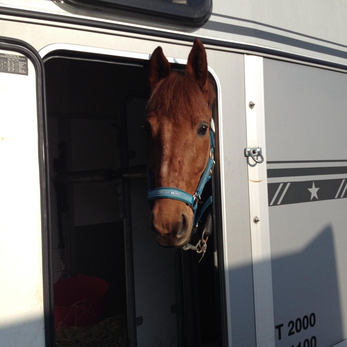 Anden særlig race Golden Fox<3 R.I.P - Kigger lige ud af traileren. Smukke pony.<3 billede 15