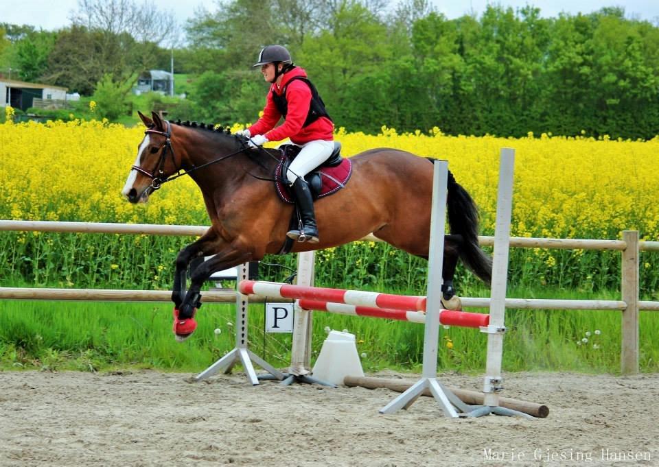 Anden særlig race Bakkegårdens Rex - Til vores lege springstævne, hvor vi vandt en 1. plads:D (80 cm) billede 13