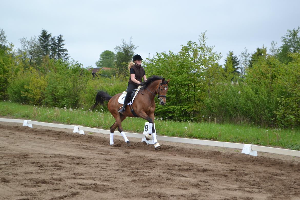 Dansk Varmblod Pierage - Træning d. 16/5-2014<3 billede 7