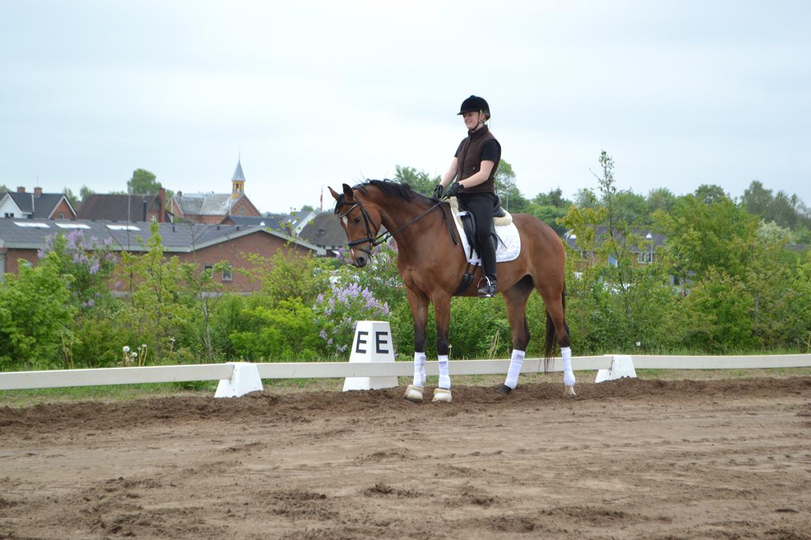 Dansk Varmblod Pierage - Træning d. 16/5-2014<3 billede 8