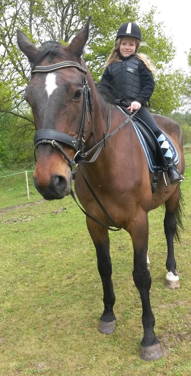 Dansk Varmblod SCHWANTE - Min 8årige niece der selv rider kæmpen samt traver i longe billede 40