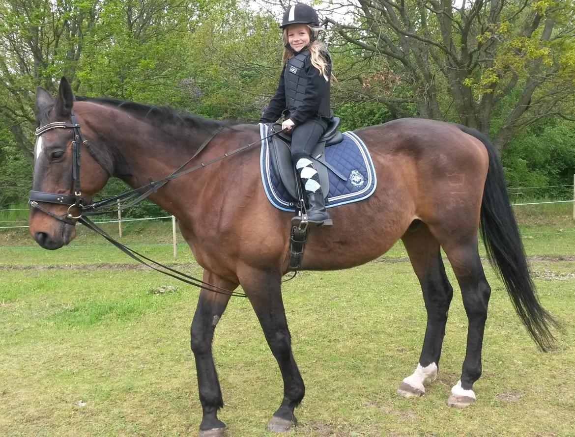 Dansk Varmblod SCHWANTE - Det der med at små børn kan ride min kæmpe hest er altså en fornøjelse :) billede 41