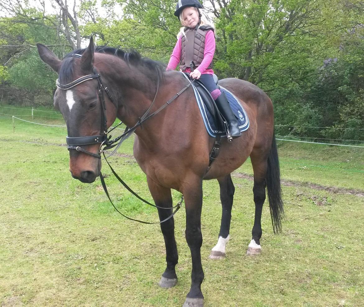 Dansk Varmblod SCHWANTE - Min 6årige niece der selv rider kæmpen samt traver i longe billede 42