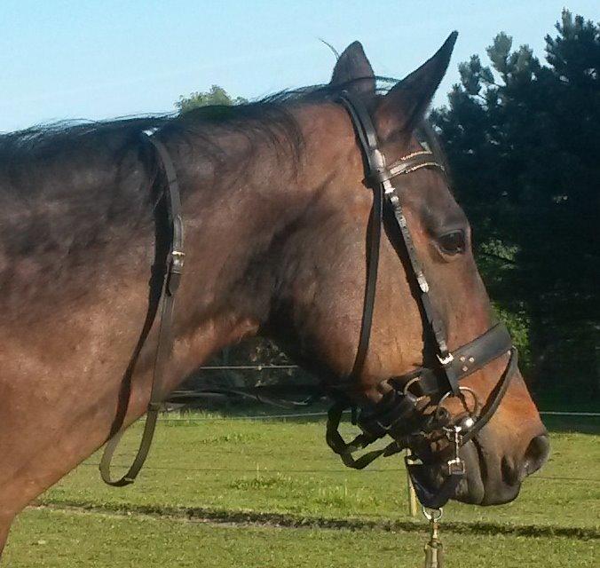 Dansk Varmblod SCHWANTE - Min elskede Baby 15maj 2014 billede 39