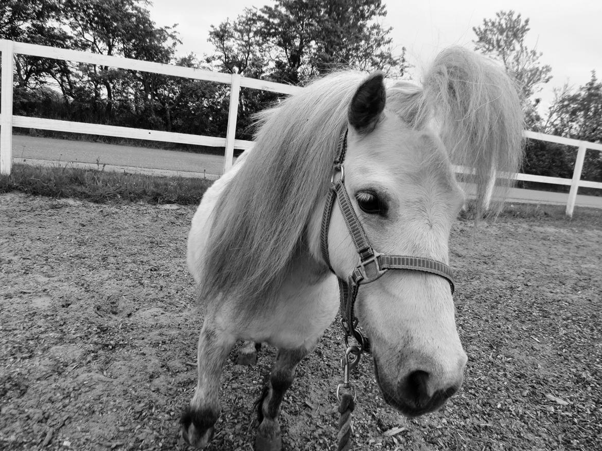 Shetlænder Broagergaard´s Cirkeline (Conny) - Smukke pony :-P billede 19