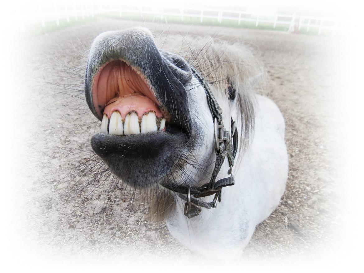 Shetlænder Broagergaard´s Cirkeline (Conny) - Cirkeline Smiler! :D billede 13