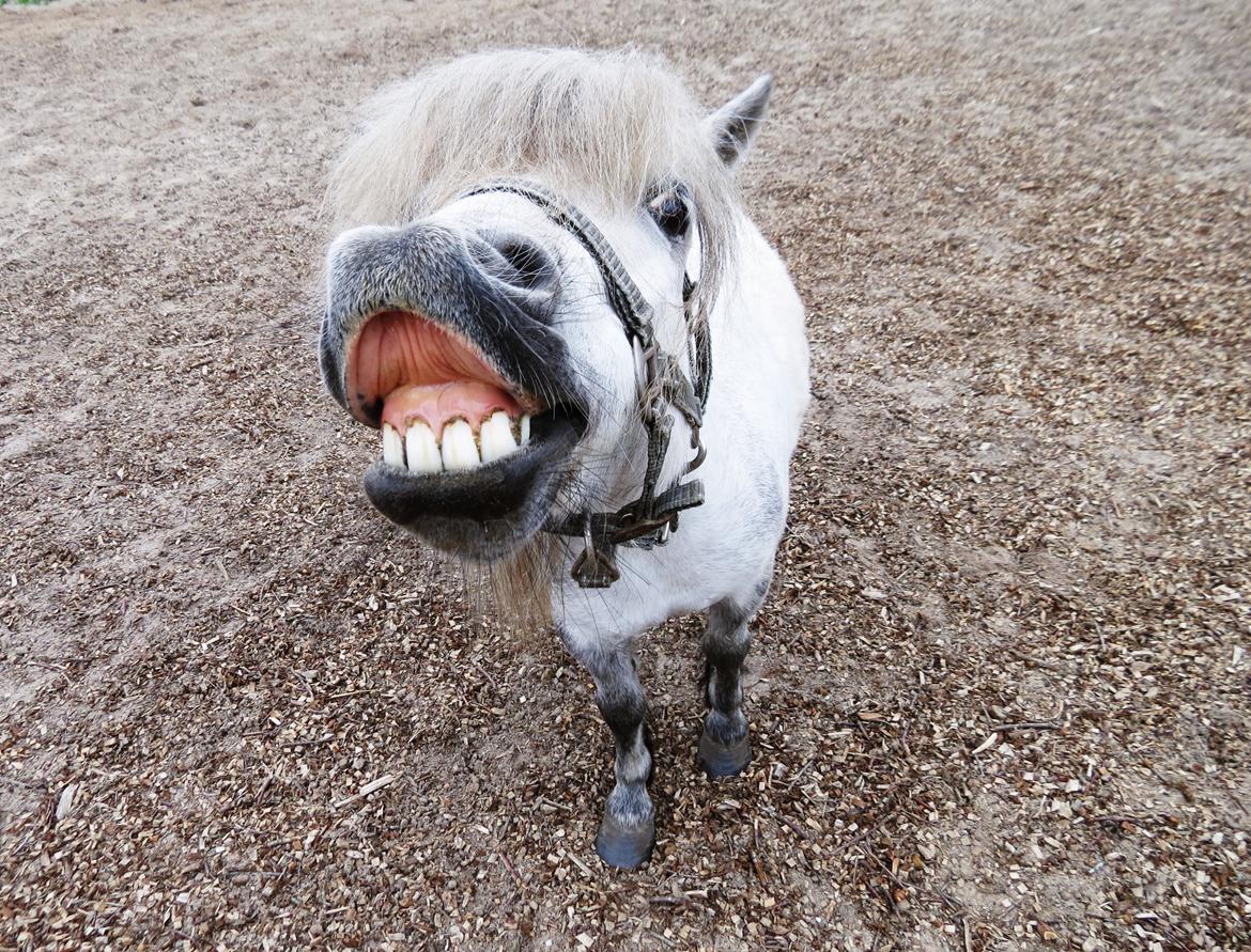 Shetlænder Broagergaard´s Cirkeline (Conny) - SMIIIIL! billede 4