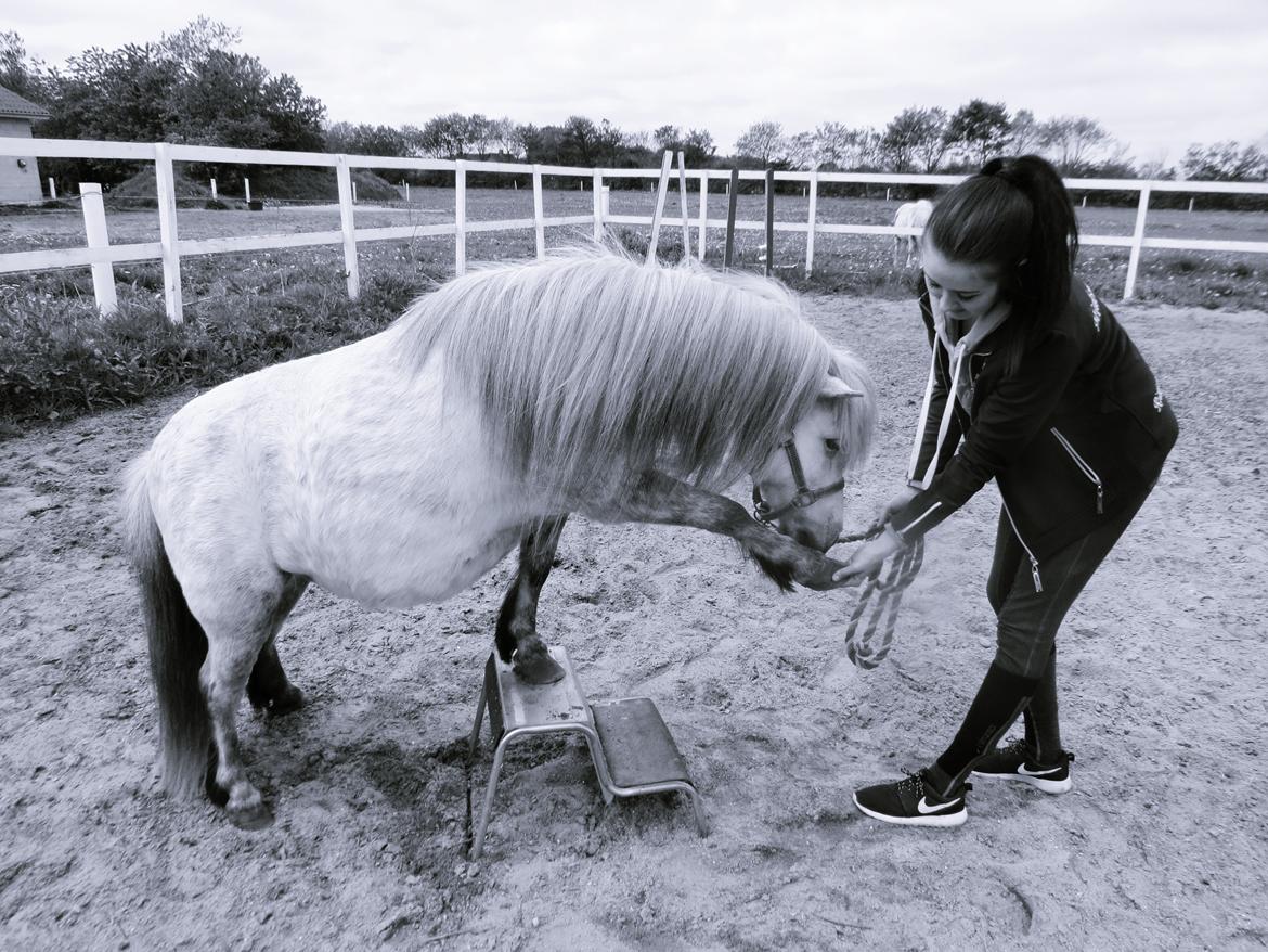 Shetlænder Broagergaard´s Cirkeline (Conny) - Dygtige pony <3 billede 6