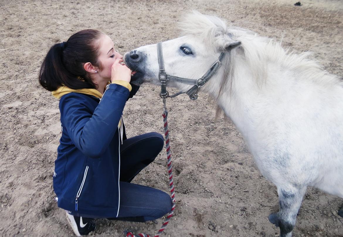 Shetlænder Broagergaard´s Cirkeline (Conny) - Hun prøver at lære og kysse! :-) billede 7