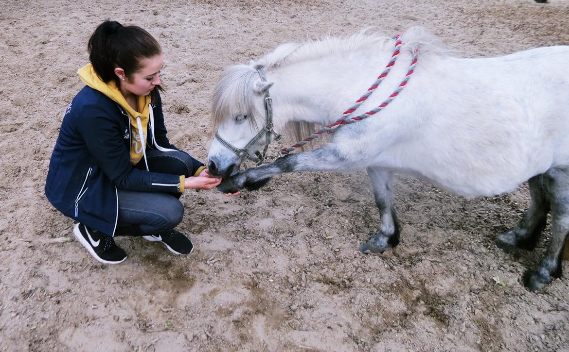 Shetlænder Broagergaard´s Cirkeline (Conny) - Cirkeline som "frier" til mig ! (trick) :-) billede 8
