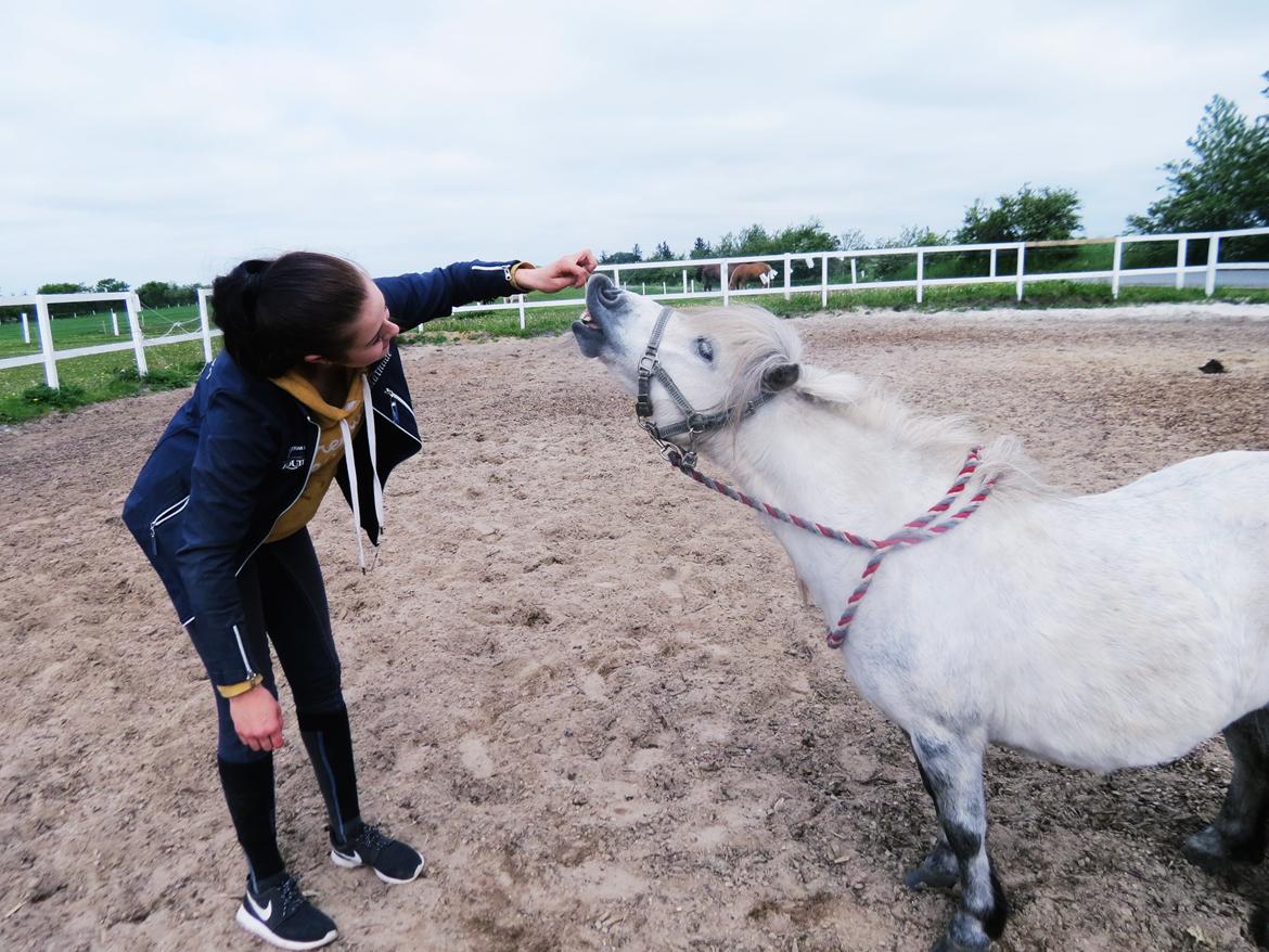 Shetlænder Broagergaard´s Cirkeline (Conny) - Smil igen <3 billede 9