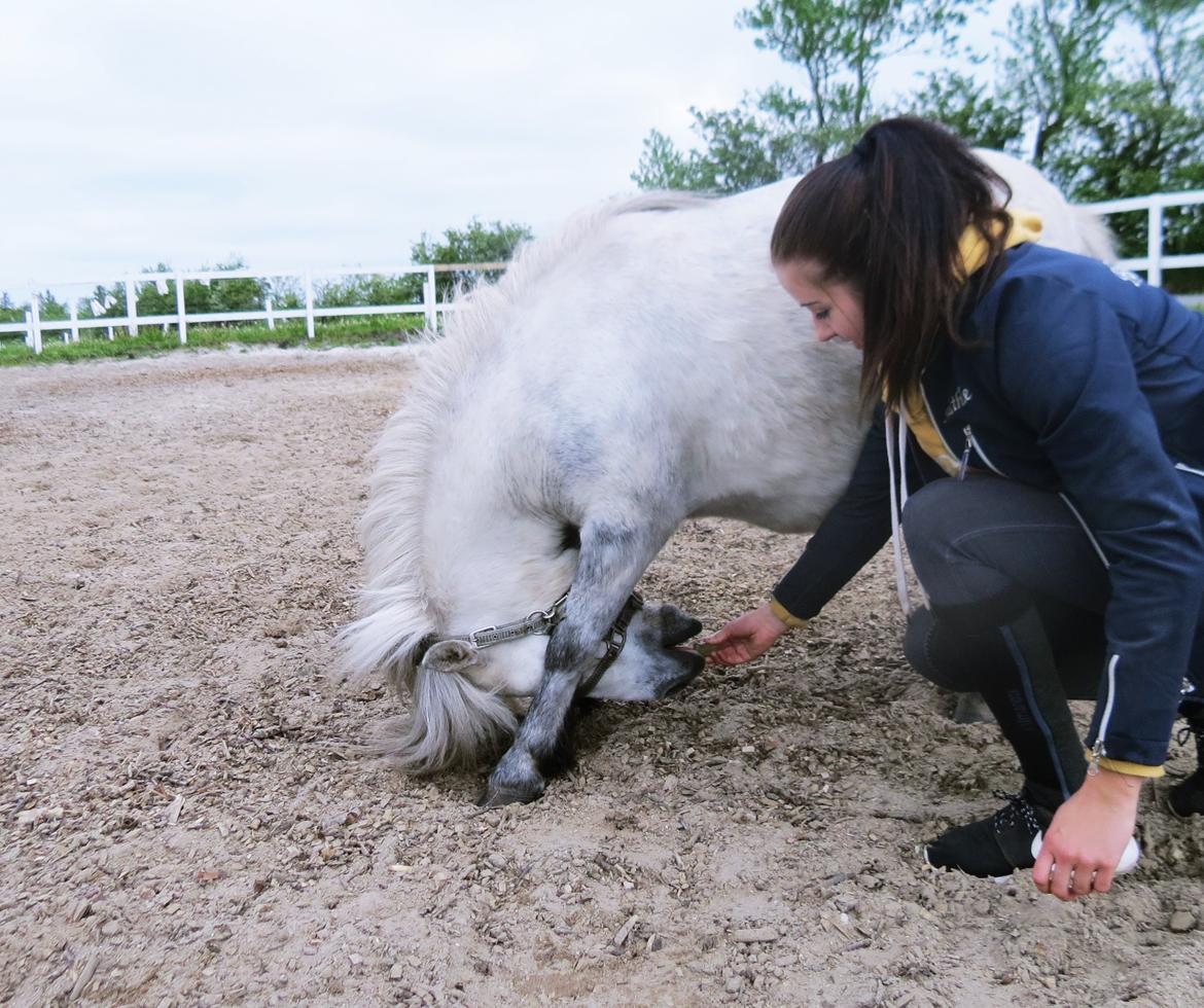 Shetlænder Broagergaard´s Cirkeline (Conny) - Neje tricks :-) billede 3