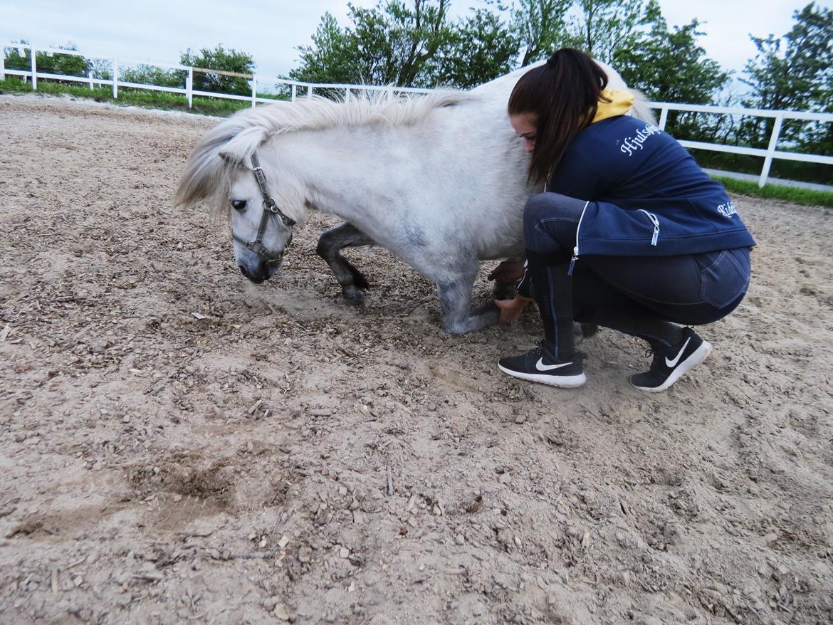 Shetlænder Broagergaard´s Cirkeline (Conny) - Cirkeline prøver at lære at ligge ned.. Intet nyt er let! :-) billede 10