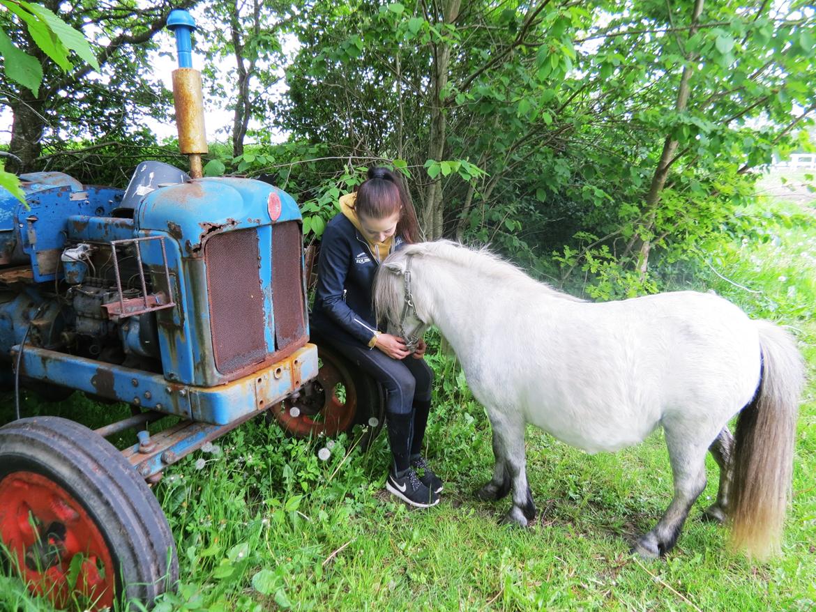 Shetlænder Broagergaard´s Cirkeline (Conny) - Intet mindre, end kærlighed <3 billede 11