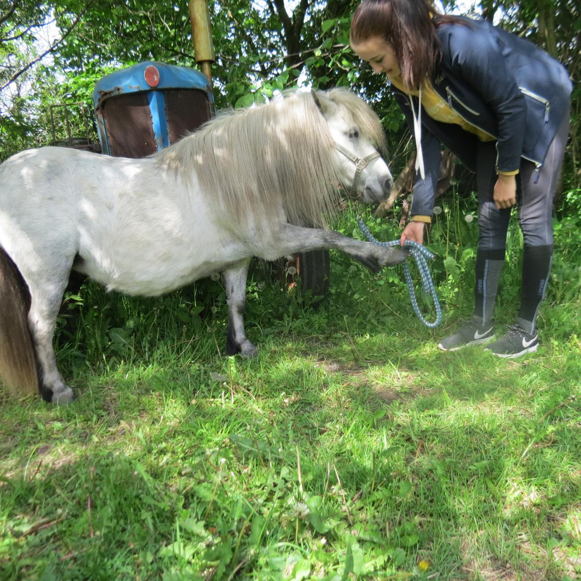 Shetlænder Broagergaard´s Cirkeline (Conny) - Cirkelinr som "Frier" til mig ;-P billede 12