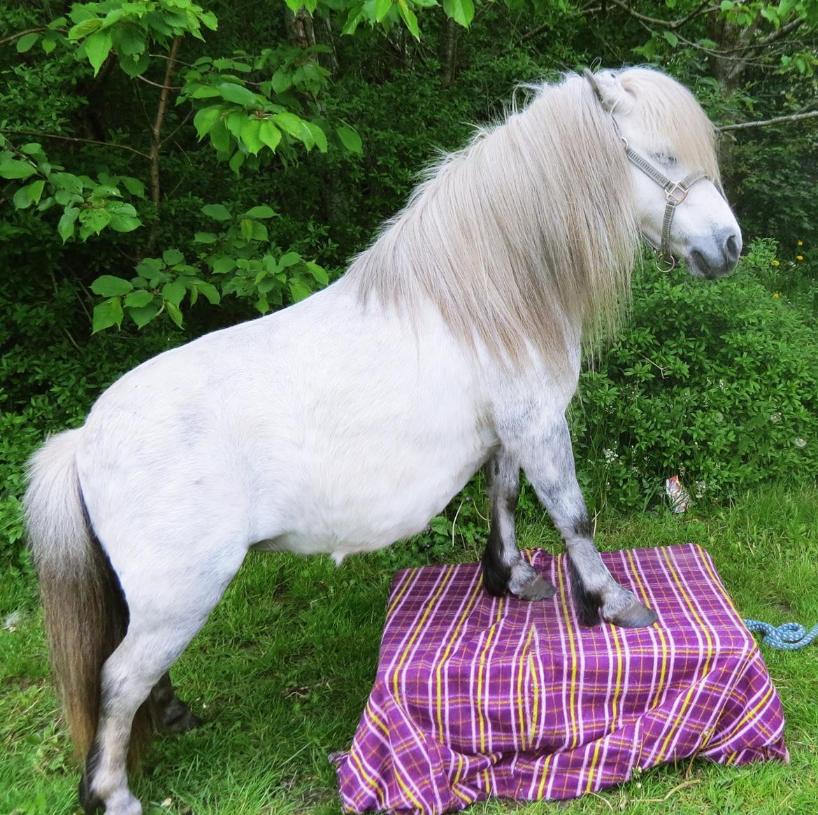 Shetlænder Broagergaard´s Cirkeline (Conny) - Hun har lært at gå op på 2 baller! :) billede 5