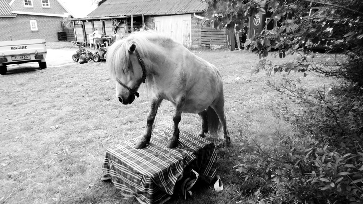 Shetlænder Broagergaard´s Cirkeline (Conny) - <3 <3 billede 14