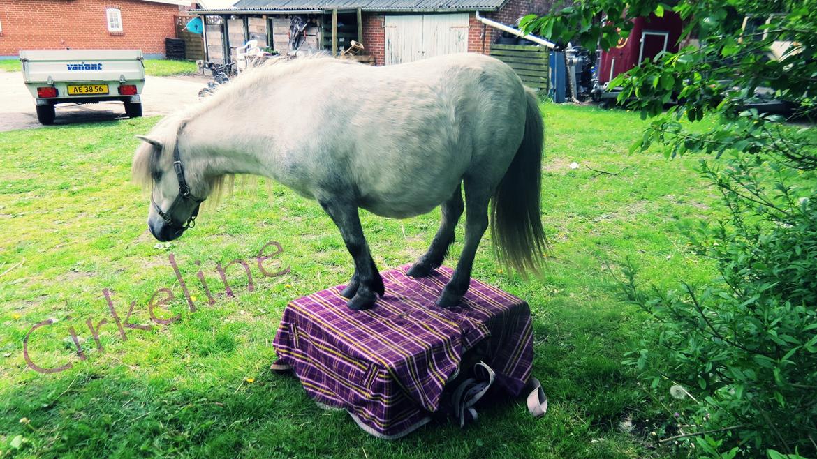 Shetlænder Broagergaard´s Cirkeline (Conny) - Hun har lært at stå selv op på to baller <3 billede 15