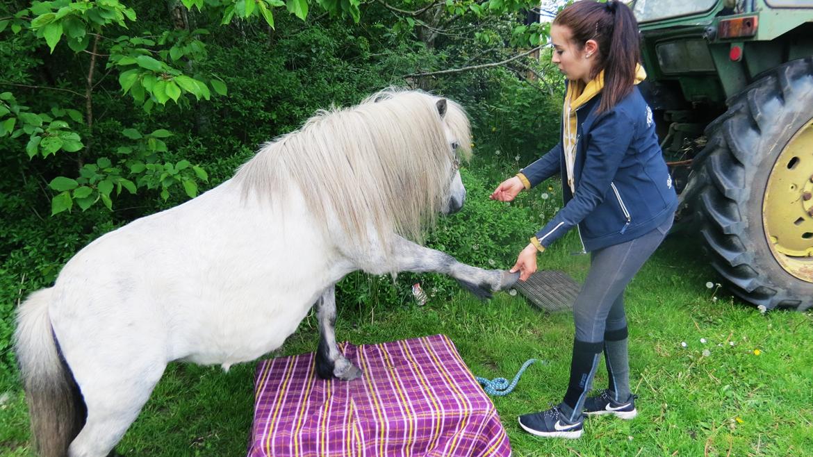 Shetlænder Broagergaard´s Cirkeline (Conny) - "fri" <3 billede 17